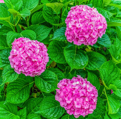 hydrangea bush with blooming pink flowers growing on the ground in the garden