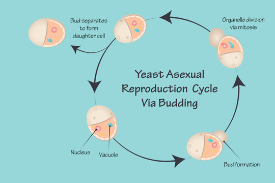 Yeast Asexual Reproduction Via Budding