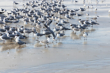 Fototapeta premium Seagulls and terns in the sand on the beach