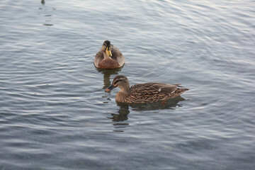 Ducks on Lake Taupo