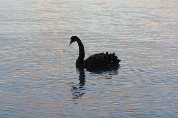 Black swan bird on Lake Taupo