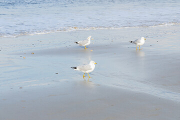Three seagulls in the sand at the beach