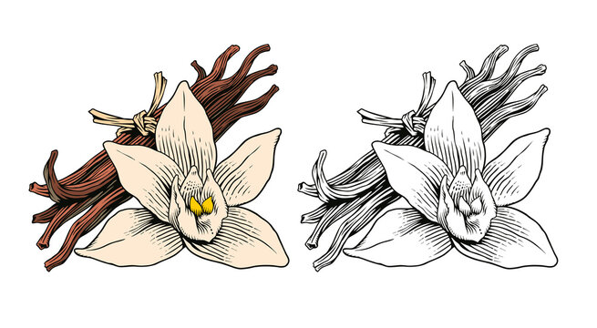 Vanilla flower and sticks or pods, isolated on white background. Aroma spice ingredient. Engraving style color vector illustration.