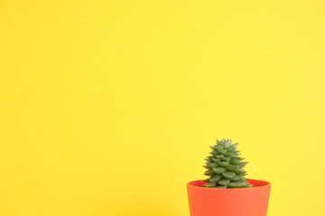 Houseplant against a bright wall. The concept of biophilia in the interior. Succulent in a pot on a colored background with copyspace