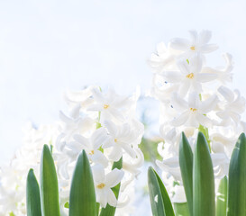 The first spring hyacinths in the sun, traditional Easter flowers. selective focus.