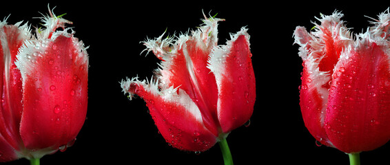 red bright tulips in water drops. triptych of colorful tulips. colorful spring flowers. - obrazy, fototapety, plakaty