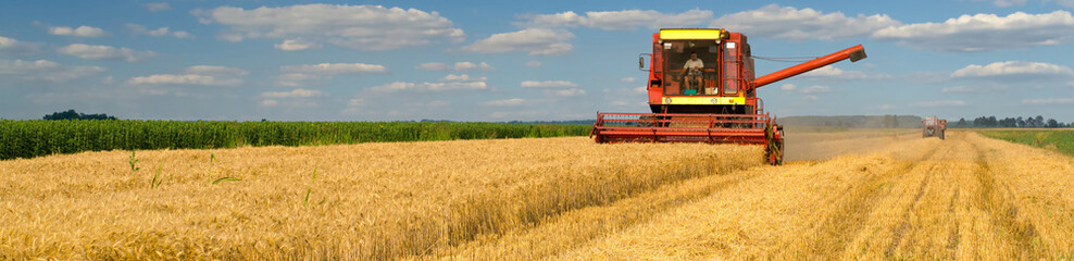 Combine harvester harvesting wheat on a sunny summer day.