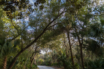 Obraz na płótnie Canvas Road through live oak forest with Spanish moss