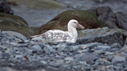 Southern giant petrel (Macronectes giganteus) lying in the rocks on Half Moon Island, South Shetland Islands, Antarctica