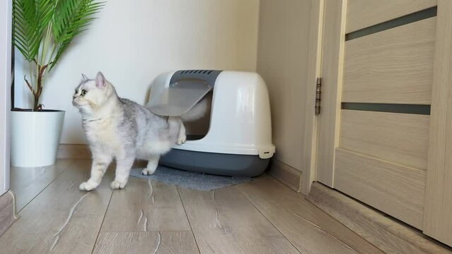 A beautiful white cat scratches the door of a large closed litter box with its paw and exits it.