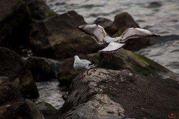 Big wings and landing birds
