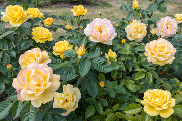 rose bush, yellow, fresh beautiful roses on a summer day in the botanical garden