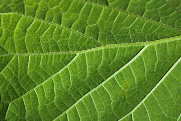 green leaf texture close up, natural background