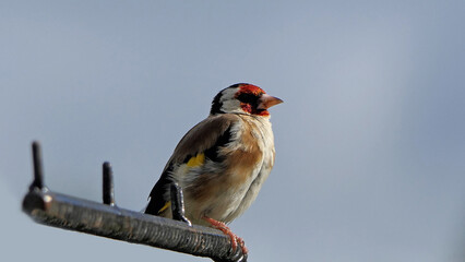 Goldfinch Chick on a gate in wooda in the UK