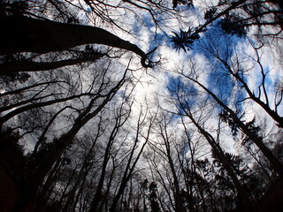 tree silhouettes with blue sky with fisheye lens - 498375403