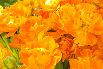 Background of orange open tulips with green leaves, large format