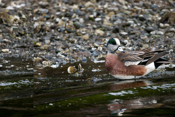 American Widgeon on the Ocean
