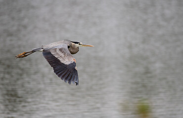 Fototapeta na wymiar Great blue heron in flight over a lake in Southern California
