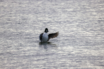 Common Goldeneye on the Ocean