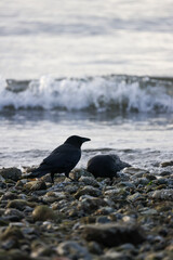 American Crow Foraging by the Ocean