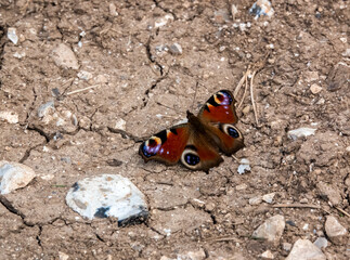 close up detailed shot of a beautiful peacock butterfly (Aglais io)