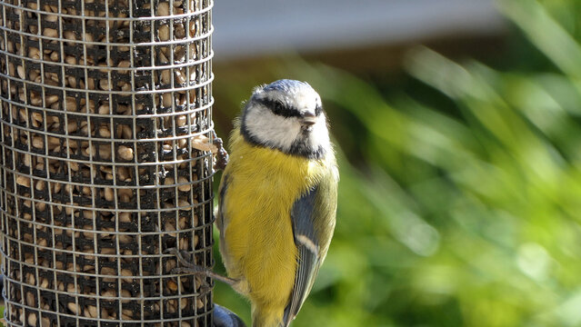 Blue Tit feeding from a Tube peanut seed Feeder on a bird table