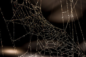 textura de una telaraña