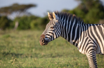 Fototapeta na wymiar Side view of zebra standing in the bush. African wildlife on safari