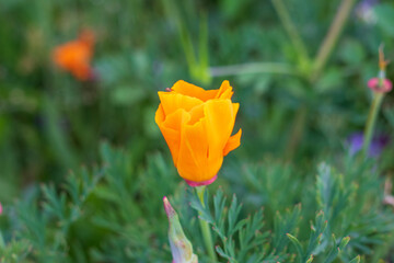 flor naranja