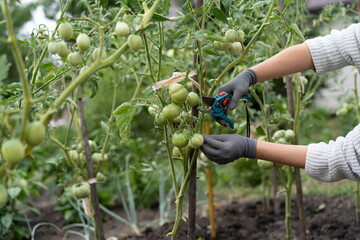 a young girl takes care of vegetables in the garden, prunes with scissors, forms bushes, prunes...
