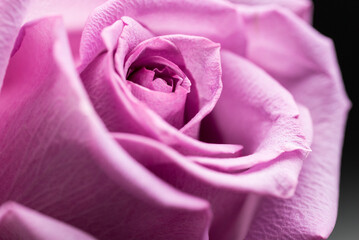 Pink Rose Closeup Black background Macro