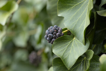 Fruits of common ivy (Hedera helix)