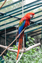 GUacamayo en el parque de aves