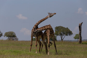Two giraffe necking fighting which is a display of dominance in the bush. One giraffe is giving blow on the body. African wildlife on safari
