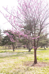 A pink flowering tree in springtime. 