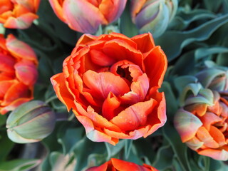 Fototapeta na wymiar Spring Tulips
