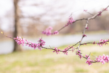 Tiny pink blossoms on a tree that is flowering in spring