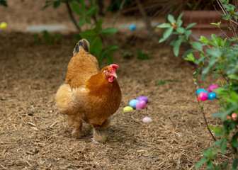 Easter Chicken