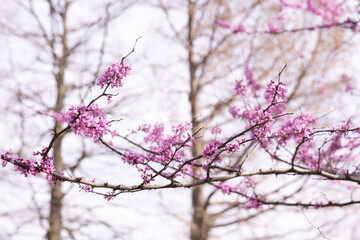 Pink blooming flowers on a branch on an overcast day. 
