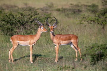 Two impala antelope standing in the bush. one looking at camera and other looking away. African wildlife on safari