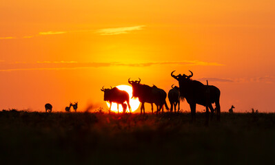Fototapeta na wymiar Wildebeest gnu silhouette during sunset in Masai Mara Kenya. African wildlife on safari