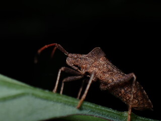 Bug Coreus marginatus - 498379490