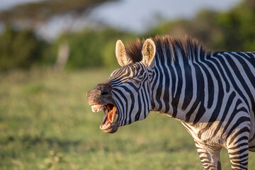 Zebra laughing in the bush. African wildlife on safari