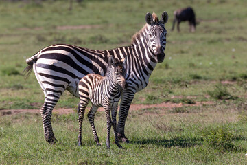 zebra mum and baby fowl standing in the African bush. Wildlife on safari