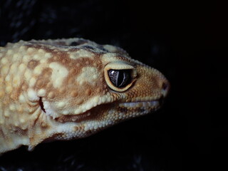 Leopard gecko Eublepharis macularius - 498380229