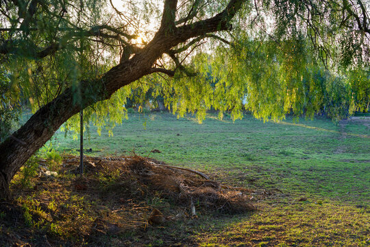 beautiful specimen of a tree of the species aguaribay or Schinus Areira illuminated from behind by the sunset sun