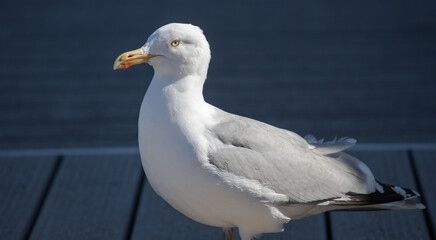 portrait of a standing seagull