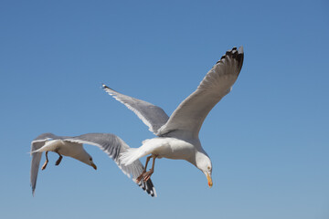 flying seagulls against the blue sky