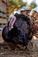 Turkeys on a free-range farm