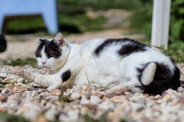 Fototapeta premium Black and White Bicolor Cat Relaxing on Gravel Outdoors 